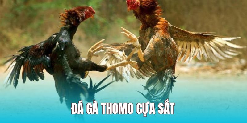 Đá gà cựa sắt là hình thức nổi bật tại trường đấu thomo