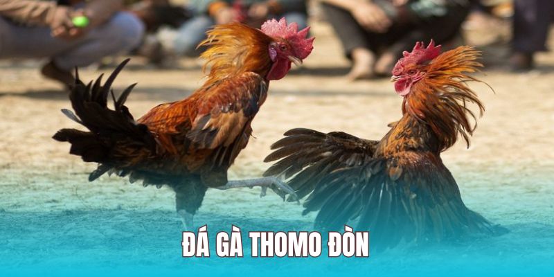 Đá gà đòn thể hiện lối đá và sự khôn ngoan vô cùng hấp dẫn