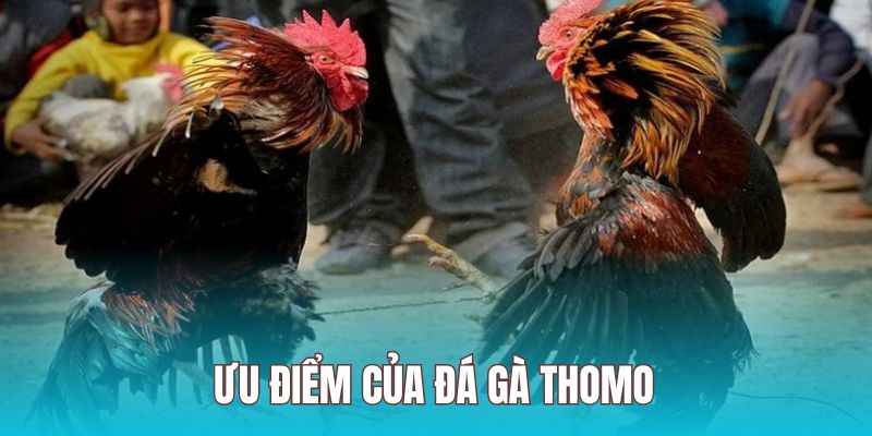 Chọi kê thomo sở hữu nhiều ưu điểm tuyệt vời